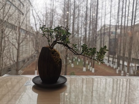 中式裝飾盆栽