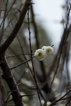 梅花綻放