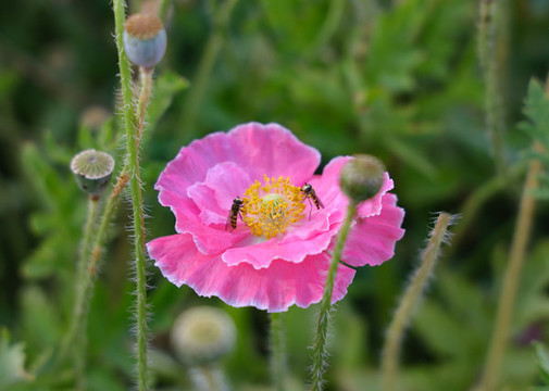 蜜蜂采花