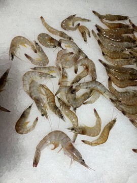 生鮮蝦