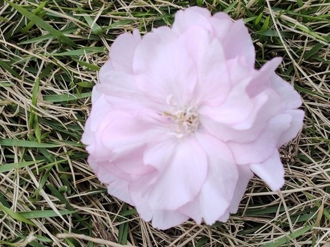 櫻花
