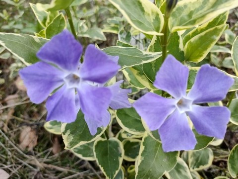 蔓長(zhǎng)春花