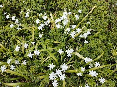 扁竹蘭