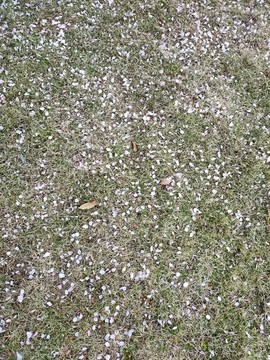 滿地花瓣