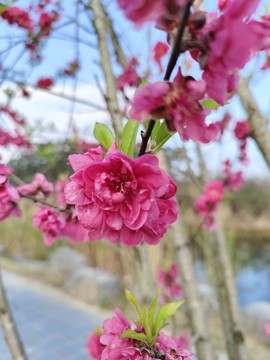 桃花