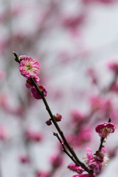 紅梅盛開(kāi)