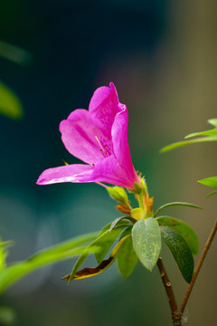 杜鵑花