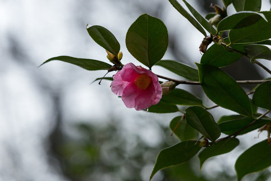 山茶花