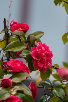山茶花