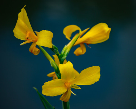水燭花