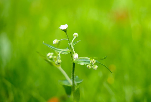 不常見(jiàn)的銀膠菊