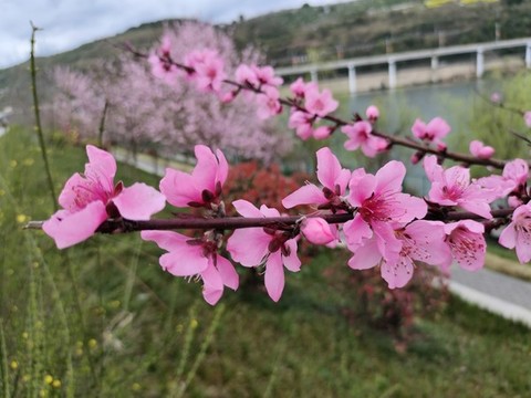 桃花特寫