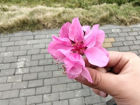 手拿桃花