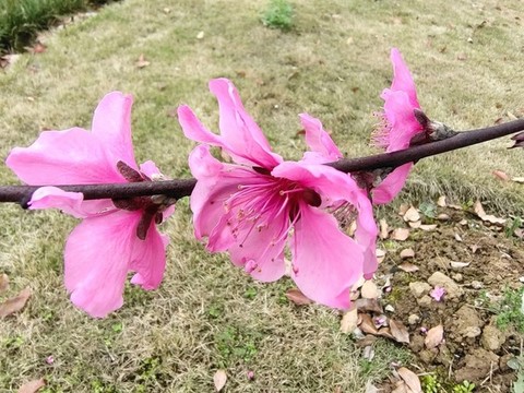 桃花特寫