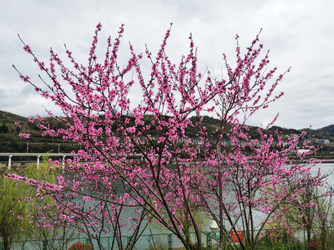 桃花樹(shù)