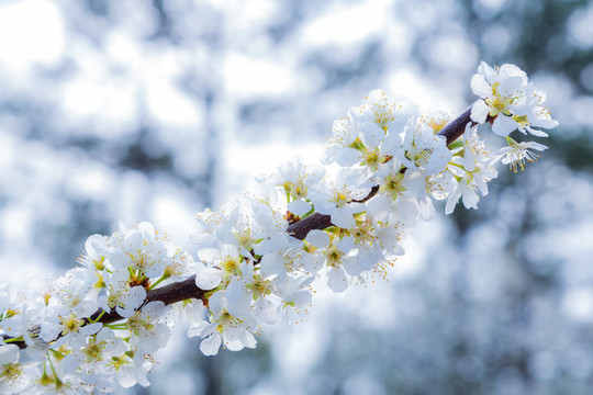 一枝李花開