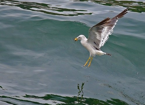 海鷗