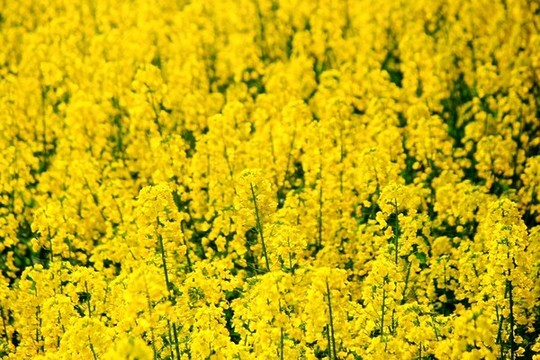 油菜花