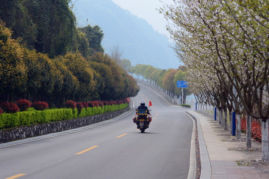 櫻花大道