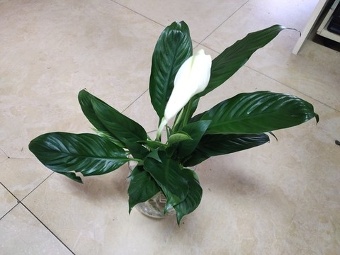 慈姑花