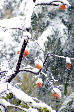 紅柿白雪