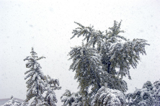 白雪壓青松