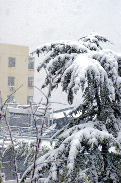 白雪皚皚