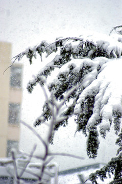 白雪皚皚