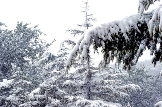 白雪皚皚
