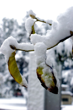 白雪皚皚