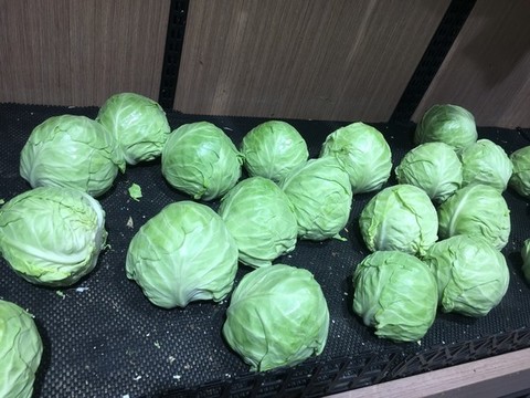 卷心菜
