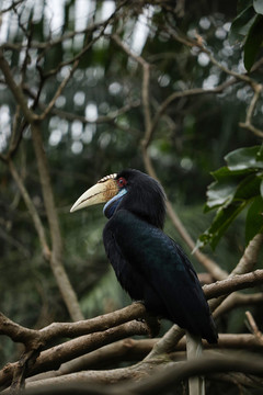 花冠皺盔犀鳥(niǎo)