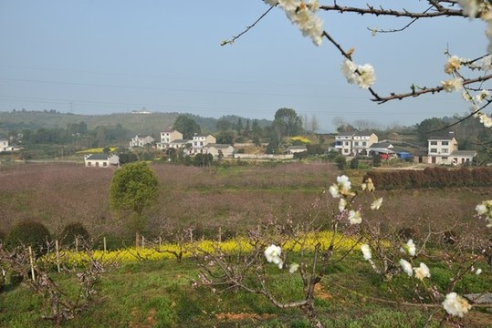 美麗桃園
