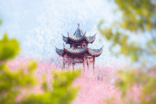梅園花開