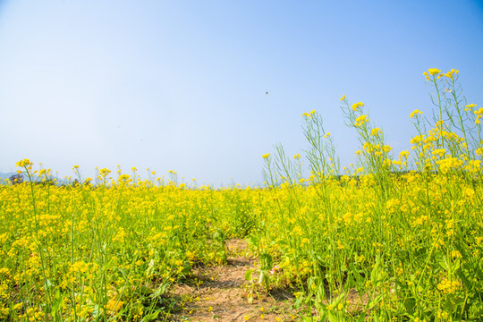 油菜花叢