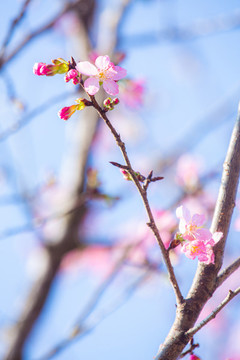 櫻花開(kāi)
