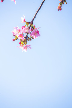 一枝櫻花