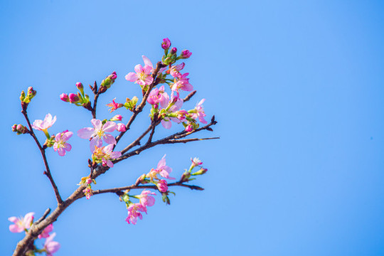 一串櫻花