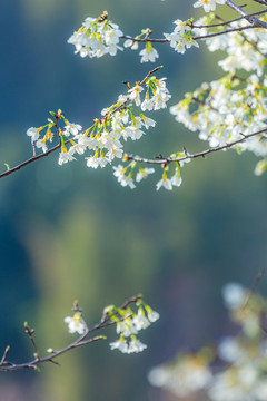白櫻花
