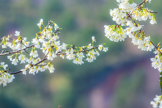 一樹白櫻花