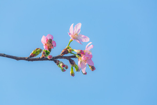 櫻花