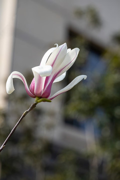 玉蘭花開春色撩人