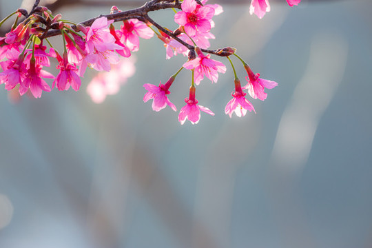 寒緋櫻花
