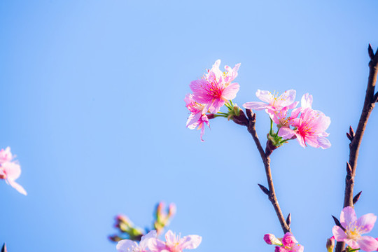 粉色櫻花