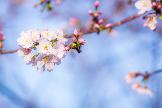 一束櫻花