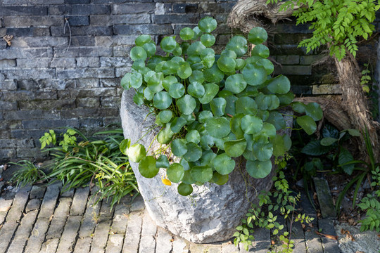 石盆栽鏡面草