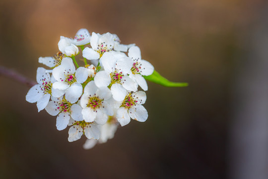 一串李花