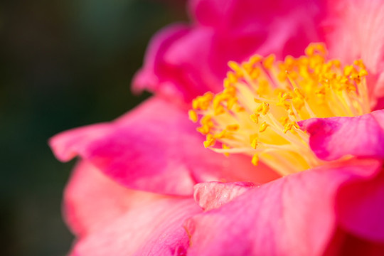 茶花開