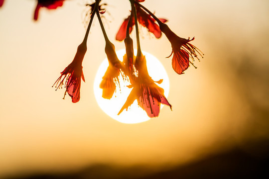 鐘花櫻桃