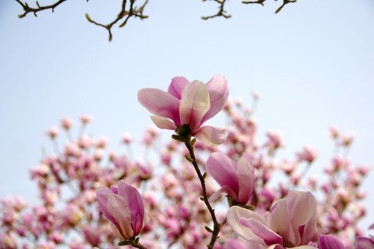 玉蘭花